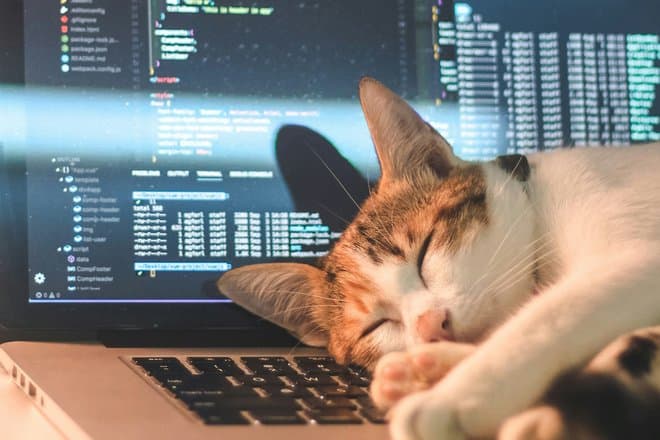 Почему кошки любят сидеть на ноутбуке? Эксперт дал неожиданный ответ