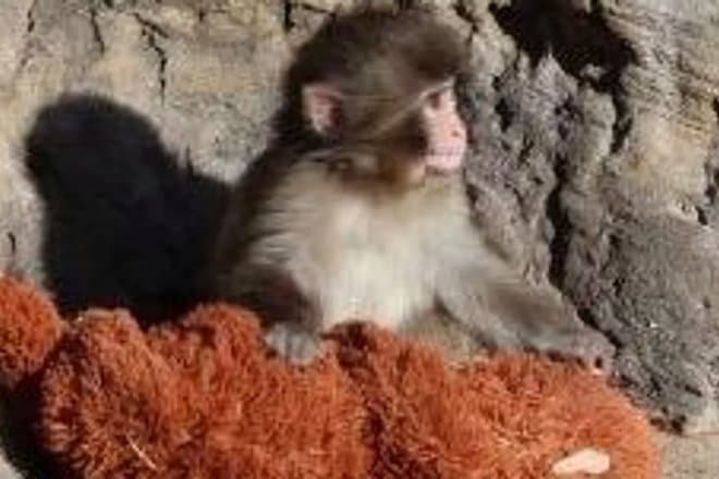 Осиротевший макак Панти стал героем компьютерной игры