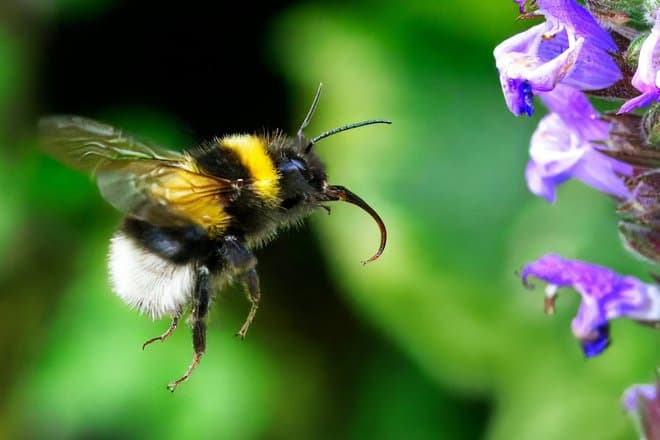 Компьютер раскрыл секретный механизм охлаждения насекомых