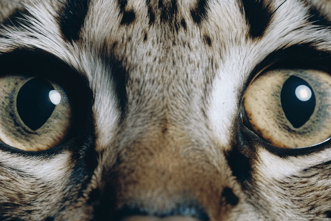 Зрение у ИИ-животных развивается автономно, как у человека