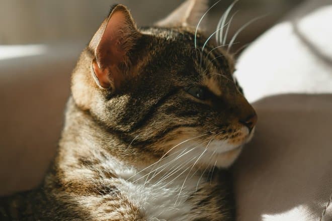 Коты залипают в YouTube: зачем питомцам включают «телевизор для животных»