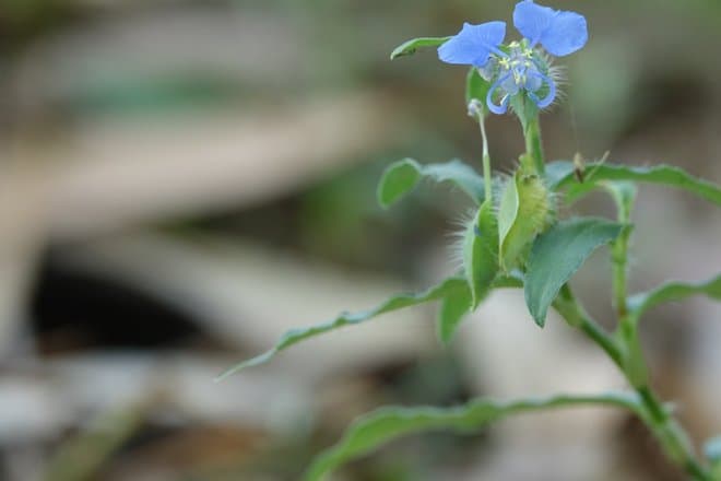 Российские биологи научились отслеживать сигналы тревоги растений: зачем это нужно