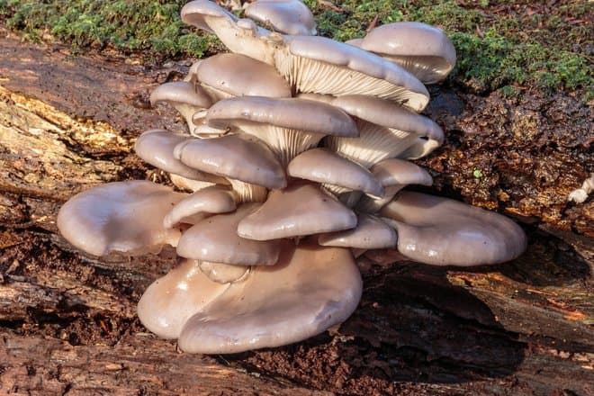 Грибы впервые использованы как органические устройства памяти