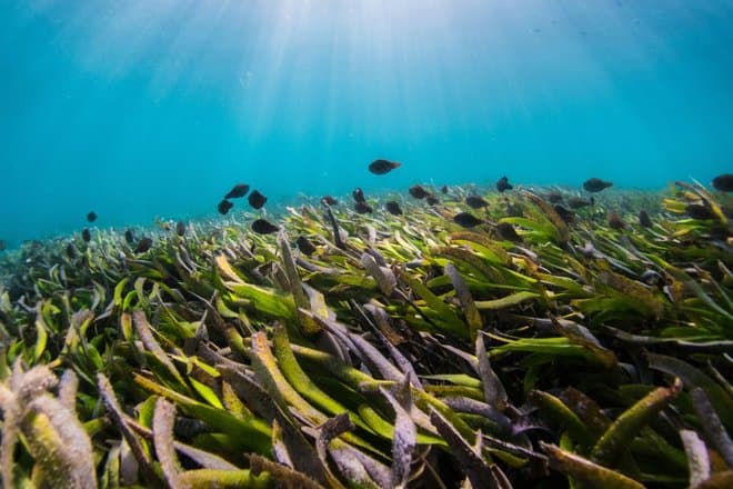 Российские биологи предложили новый способ мониторинга водорослей