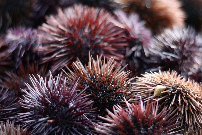 Шипы морского ежа вдохновили ученых на создание датчиков нового поколения