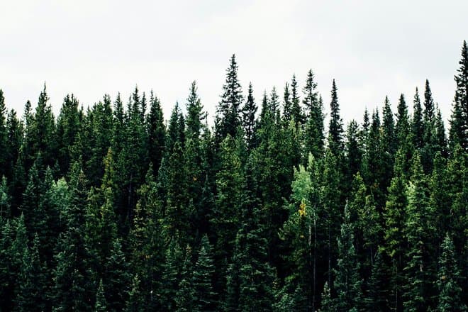 Как наблюдать за лесами с помощью интеллектуальных технологий