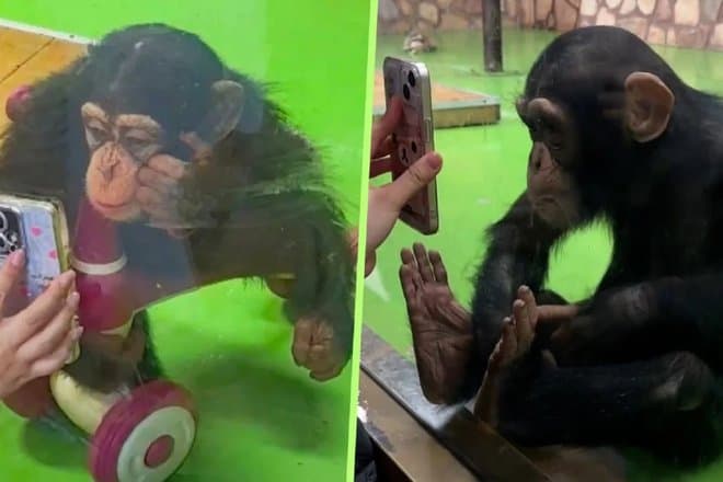 Обезьяна в Китае стала зависима от смартфона