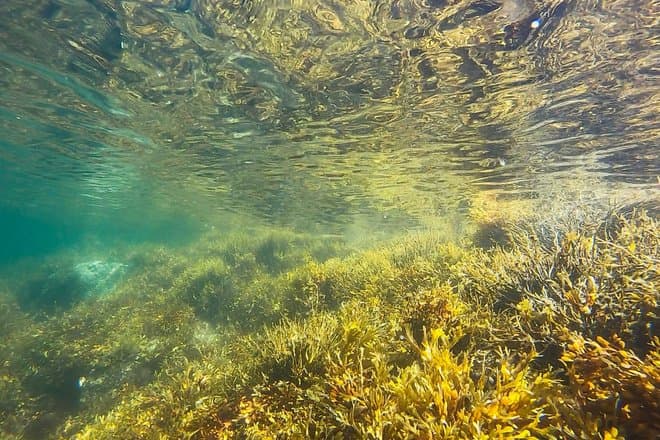 Ученые создали монитор круговорота нутриентов в водоемах: зачем это нужно