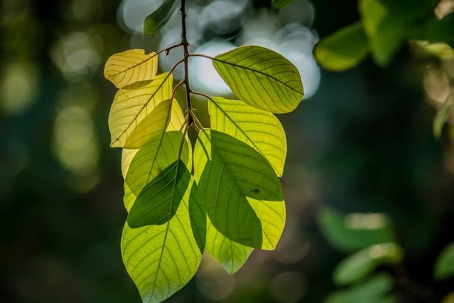 Новый метод помог уловить разнообразие листьев: что известно
