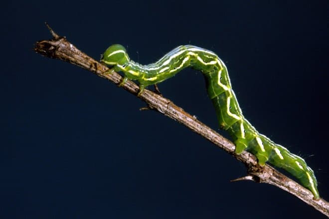 Удивительный слух гусениц вдохновляет ученых на создание микрофонов будущего